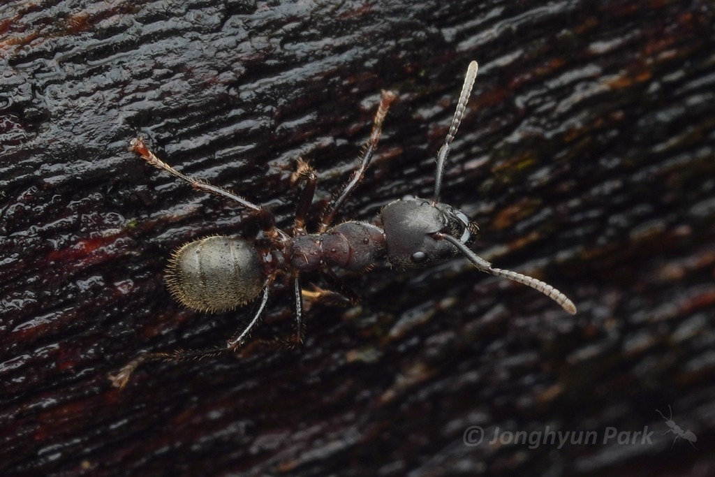 Myrmopalpella