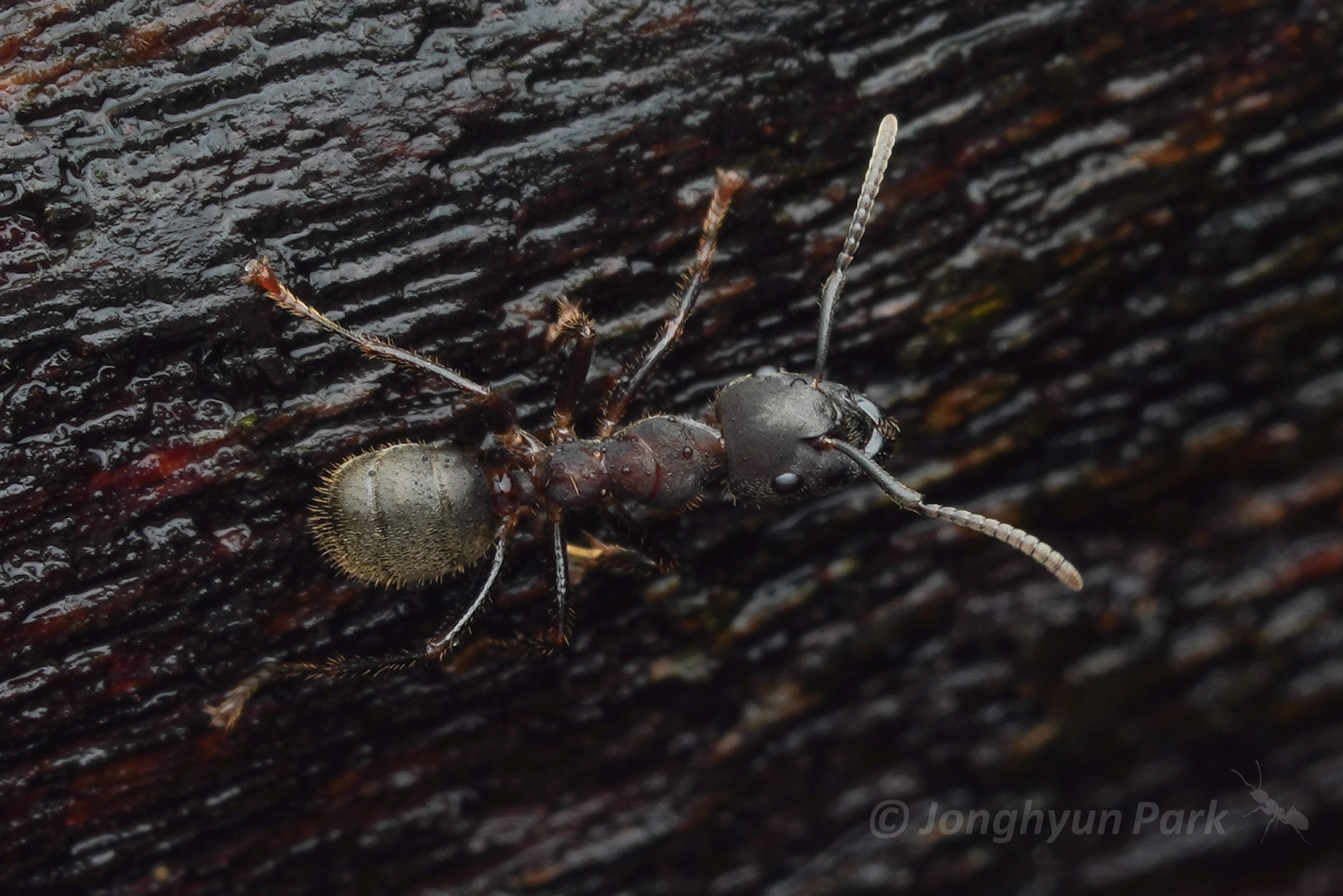Camponotus megalonyx
