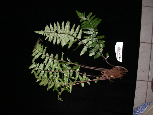 Asplenium indusiatum observed 2002-05-01
