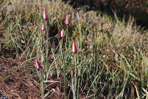 Image of Tulipa clusiana by (c) Fabien Piednoir, some rights reserved (CC BY-SA)