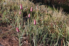 Tulipa clusiana