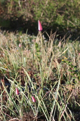 Tulipa clusiana