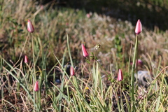 Tulipa clusiana