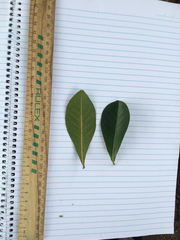 Terminalia microcarpa