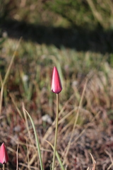 Tulipa clusiana