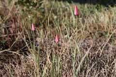 Tulipa clusiana