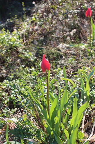 Image of Eyed Tulip (Tulipa raddii) by (c) Fabien Piednoir, some rights reserved (CC BY-SA)