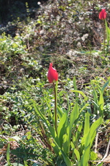 Tulipa raddii