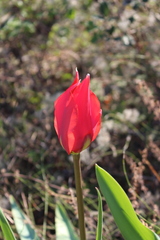 Tulipa raddii