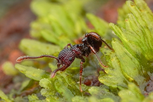 Pristomyrmex costatusPristomyrmex costatus