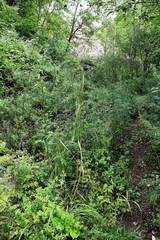 Elymus dahuricus