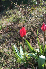 Tulipa raddii