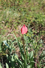 Tulipa raddii