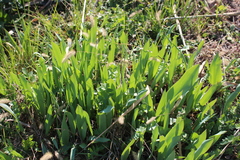 Tulipa raddii
