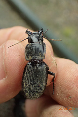 Plocamostethus planiusculus