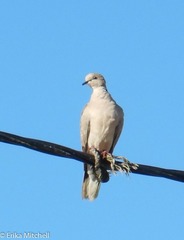 Streptopelia decaocto