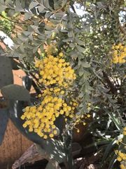 Acacia cultriformis