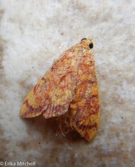 Portentomorpha xanthialis