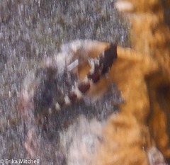 Malacoctenus triangulatus