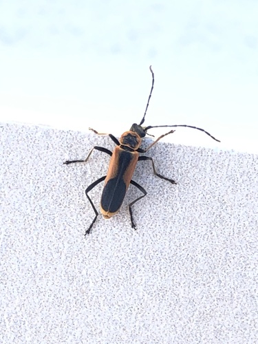 Chauliognathus limbicollis