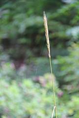 Elymus dahuricus