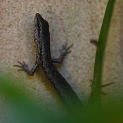 Saproscincus spectabilis