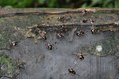 Eumorphus quadriguttatus pulchripes