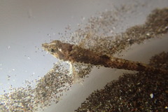 Odontopyxis trispinosa