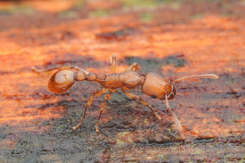 Paratopula macta
