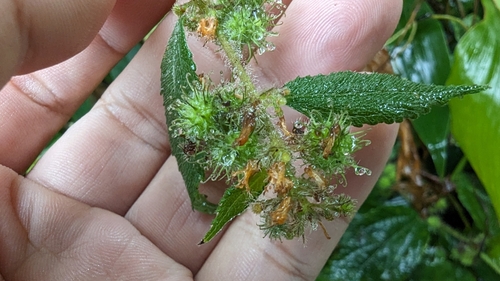 Image of Triumfetta pilosa by (c) 潘立傑 LICHIEH_PAN, some rights reserved (CC BY)