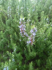 Salvia rosmarinus