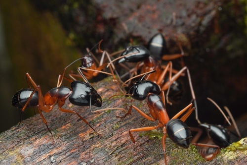 Camponotus festinus
