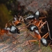 Camponotus festinus - Photo 由 Jonghyun Park 所上傳的 (c) Jonghyun Park，保留部份權利CC BY