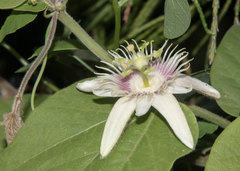 Passiflora cisnana