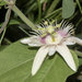Passiflora cisnana - Photo (c) Horacio Aguilar, some rights reserved (CC BY-NC), uploaded by Horacio Aguilar
