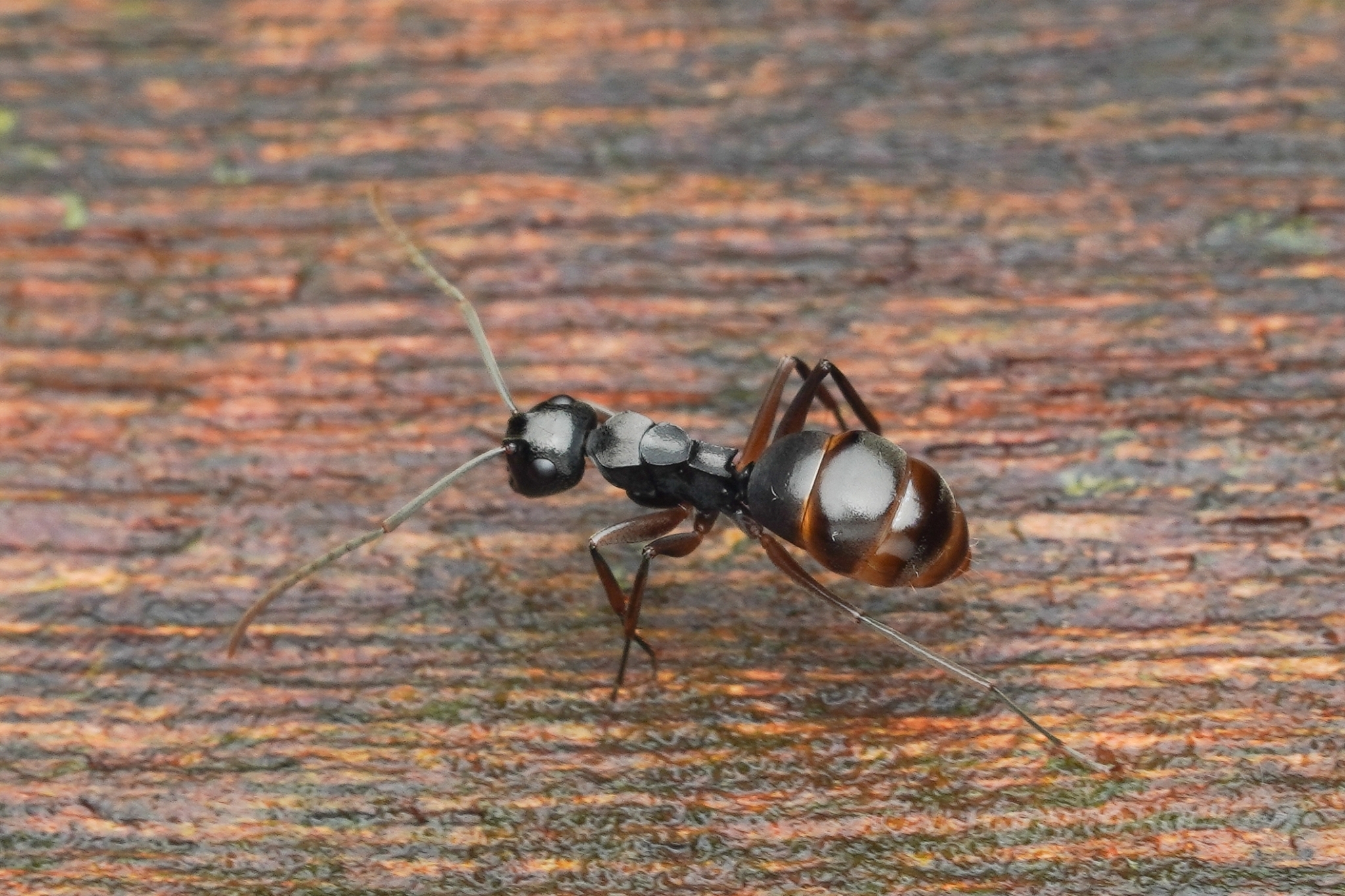 Polyrhachis gribodoi