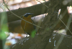 Cossypha heuglini heuglini