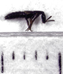 Phacophallus parumpunctatus