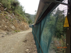 Plocamostethus planiusculus