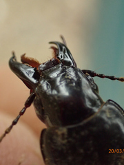 Plocamostethus planiusculus