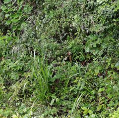 Achnatherum pekinense