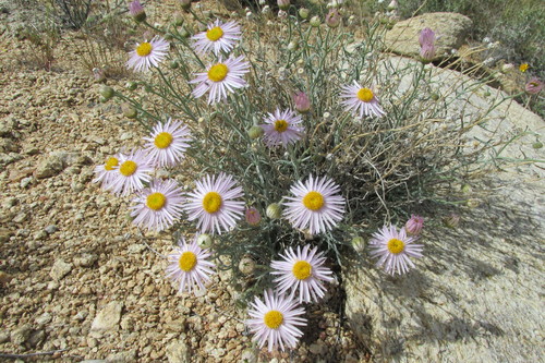 Parish's fleabane (Erigeron parishii)