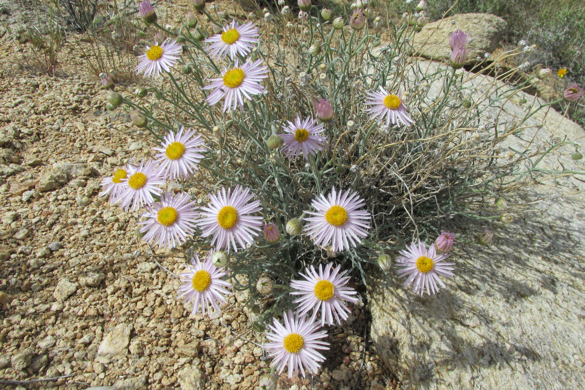 Erigeron parishii
