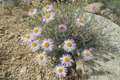 Erigeron parishii