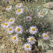 Parish's Daisy - Photo (c) Stephen Hodges, some rights reserved (CC BY-NC), uploaded by Stephen Hodges