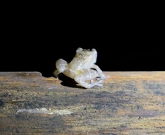 Diasporus hylaeformis