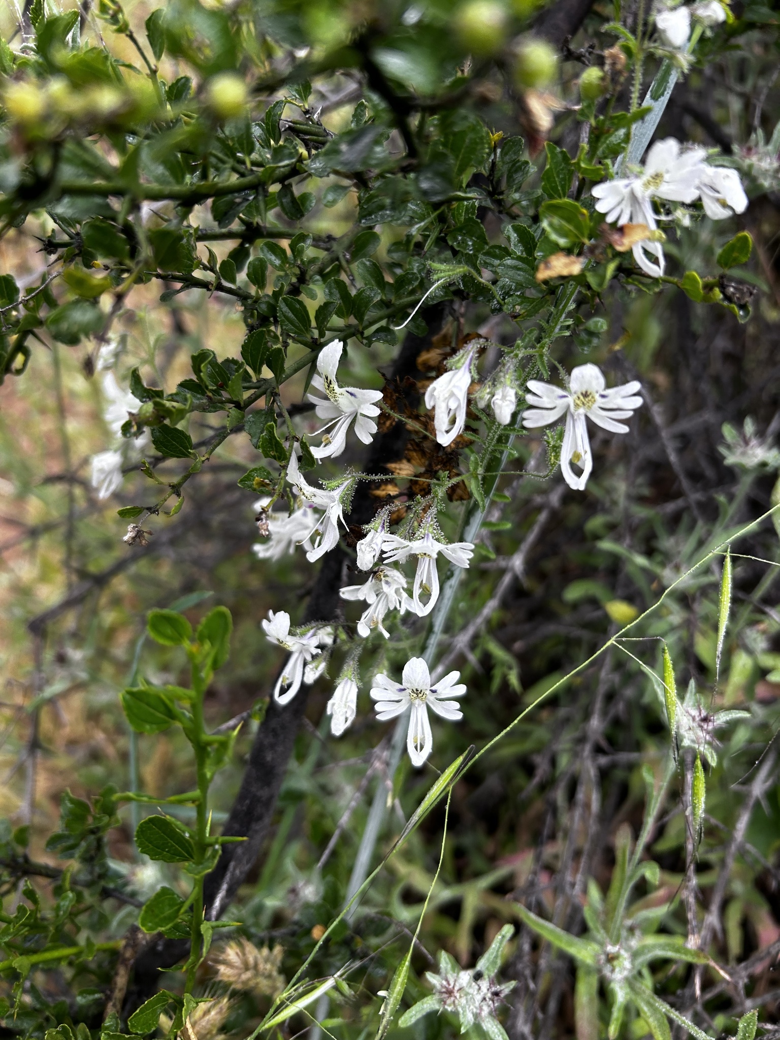 Imagem de Flor-borboleta