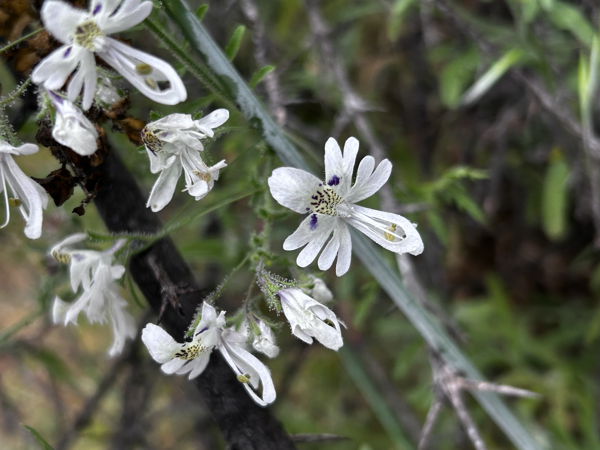 Imagem de Flor-borboleta