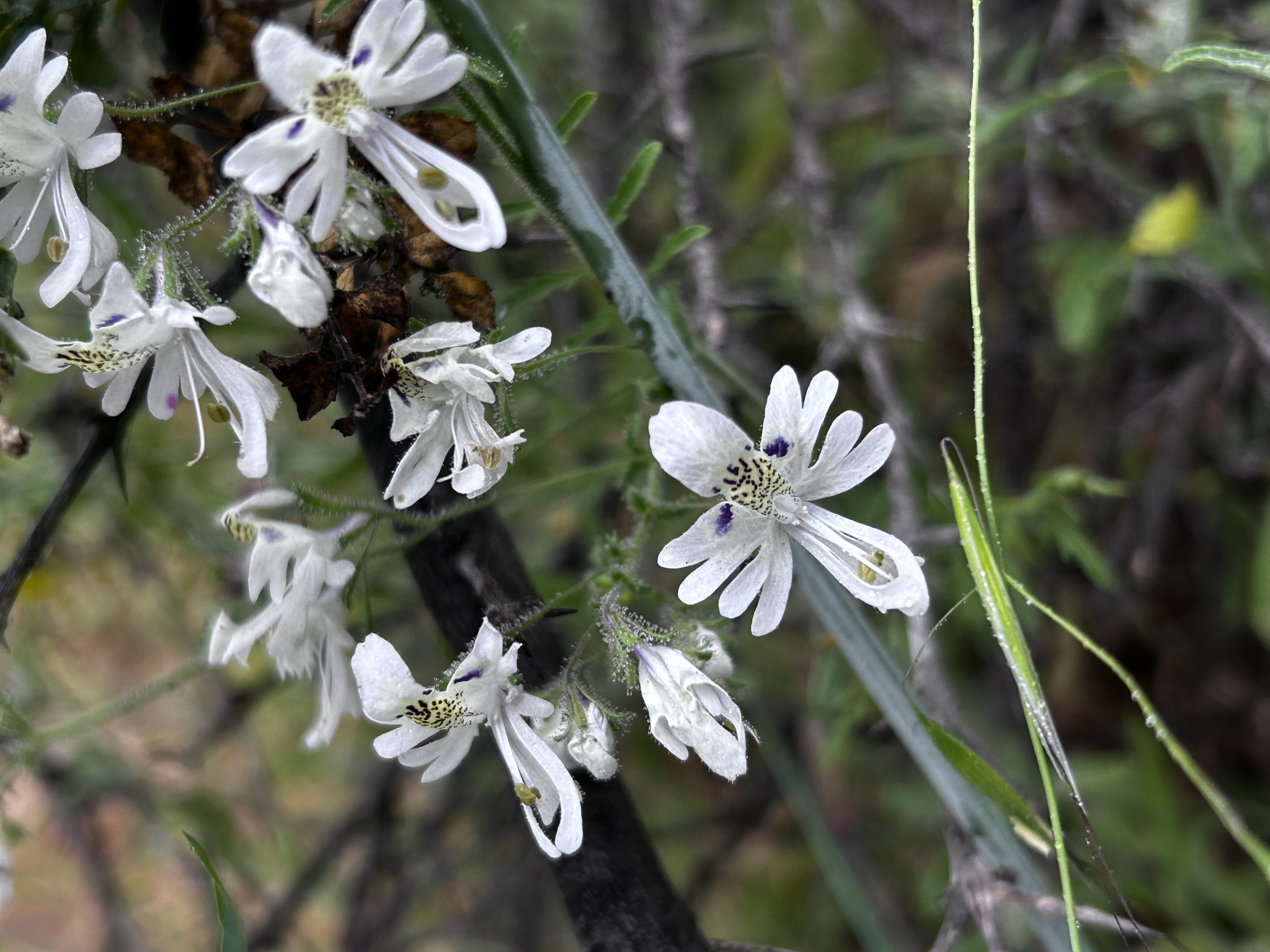 Imagem de Flor-borboleta