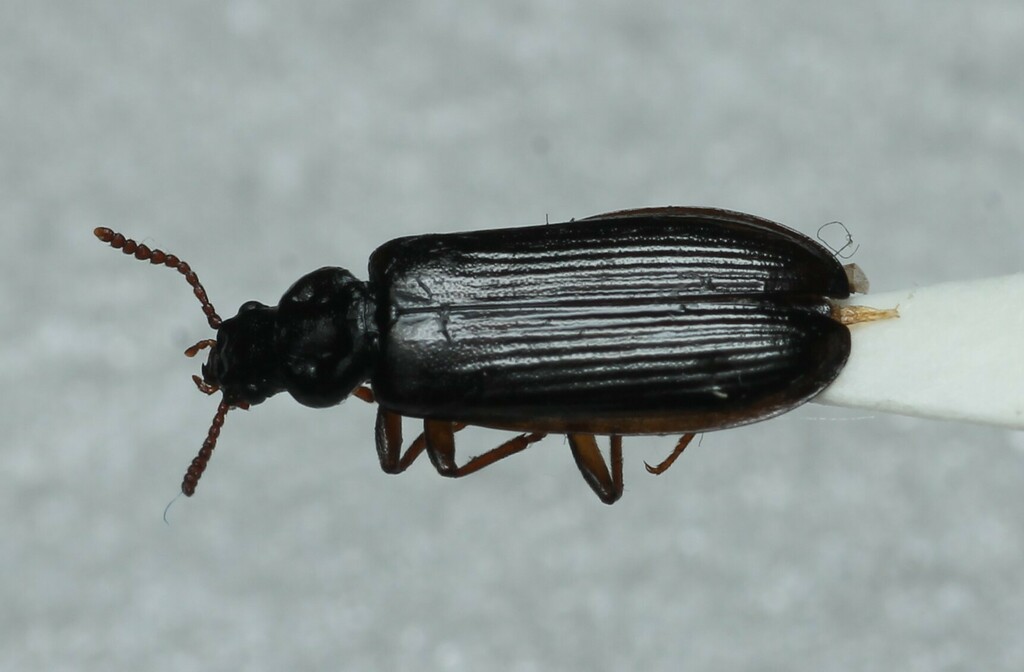 Pytho abieticola